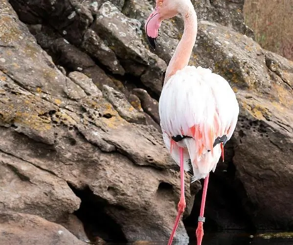 Lucia B17 By Book Menorca Santo Tomás